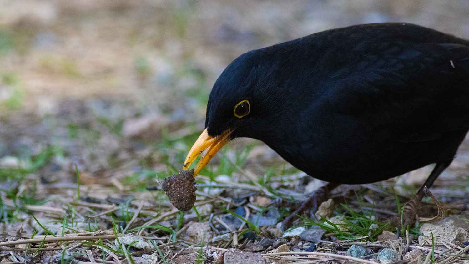 Eurasian Blackbird